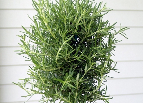A Gift of Rosemary