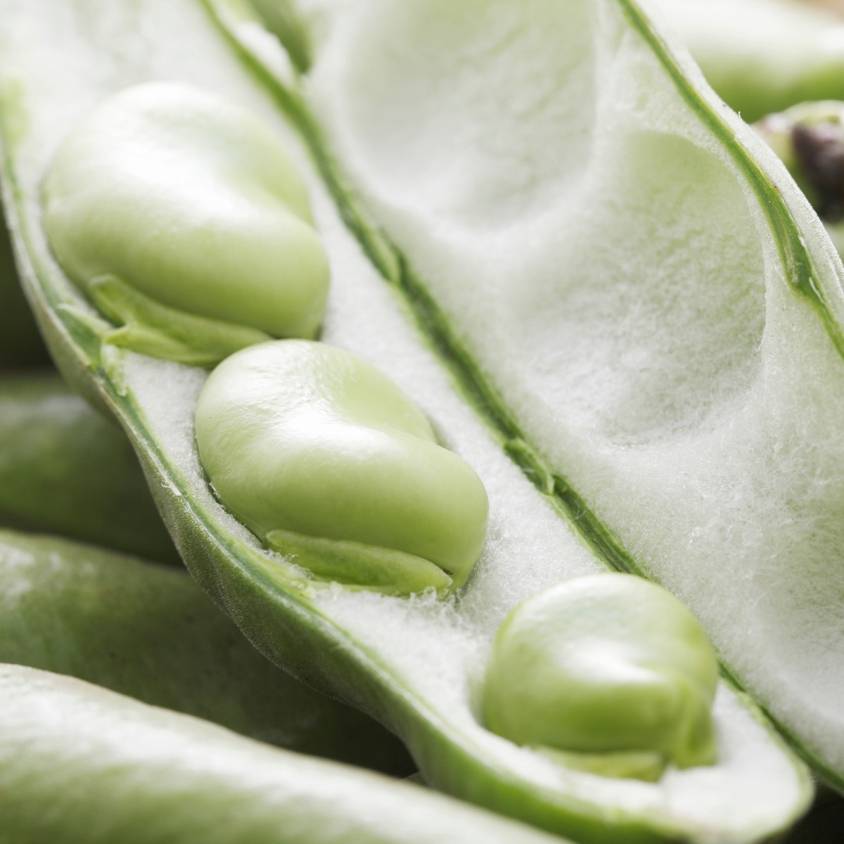 Fava Bean or Broad Bean