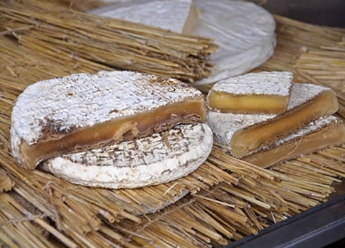 Moldy Brie Cheese