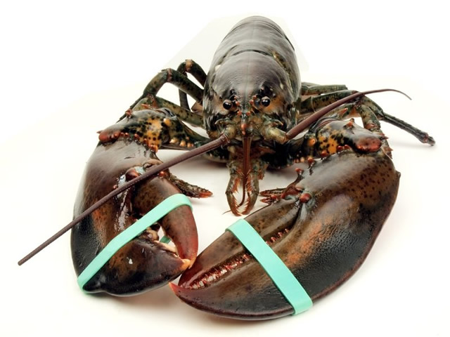 Banded Lobster