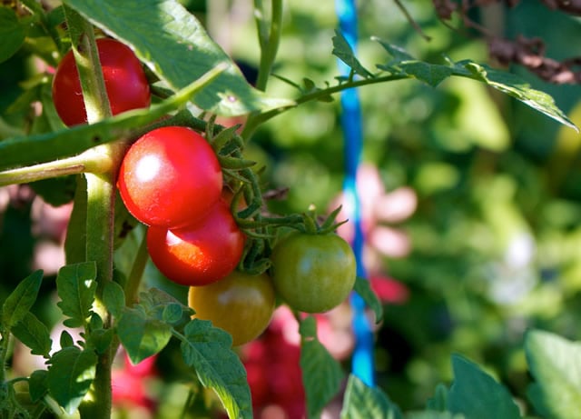 Tomatoes on the Vine