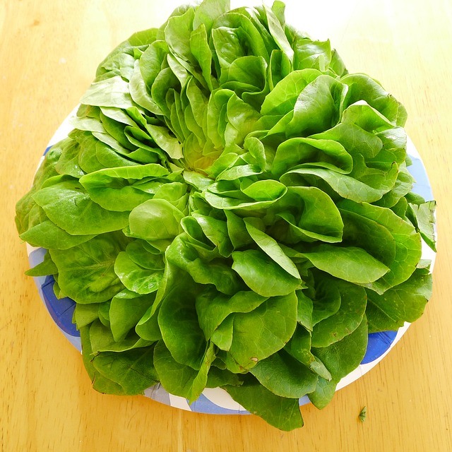Butter Lettuce