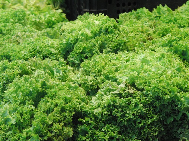 Escarole
