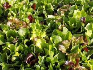 Mesclun Lettuce