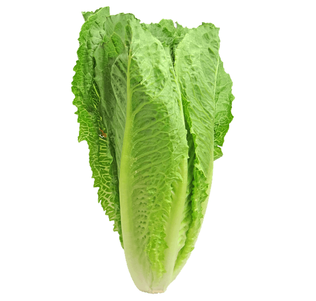 Romaine Lettuce