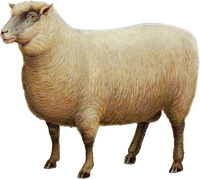 Sheep's Milk Cheese