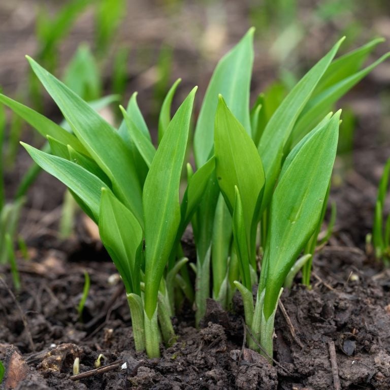 Growing Ramps
